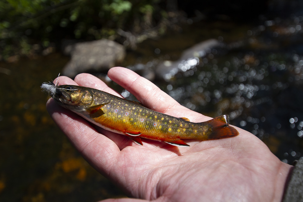 Brook Trout are Beautiful