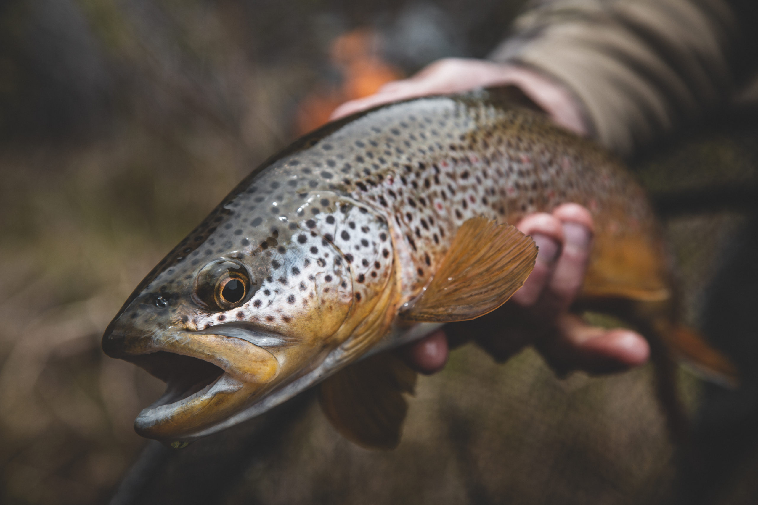 How European Nymphing is Different from Traditional Tight Line Nymphing